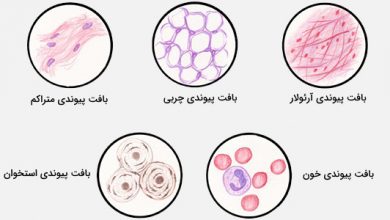 بافت پیوندی چیست و چه عملکردی دارد؟